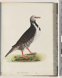 Uccello non identificato