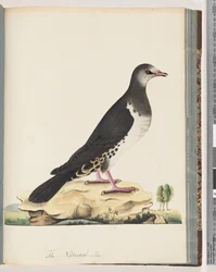 Pagina 77. Uccello non identificato
