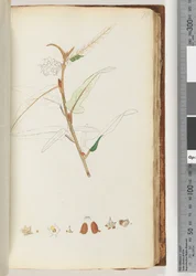 Pagina 78. Nessuna iscrizione, disegno non finito