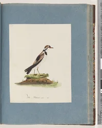 Piviere fronte nera. Charadrius Hiaticula