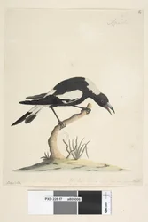 Pagina 7. Barita. 1/2 della dimensione naturale. Questo uccello ha un canto molto insolito e non sgradevole. Gazza dal dorso nero Gymnorhina tibicen, 1791-92