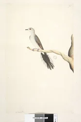 Pagina 80. Columba
