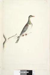 Pagina 84. Piccione dell