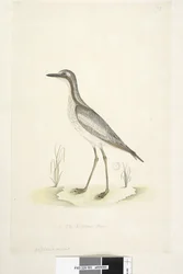 Pagina 85. Oedicnemus. al centro inferiore in altra mano 1/2 della dimensione naturale. Occhione meridionale Burhinus magnirostris, 1791-92