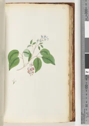 Pagina 87. Pianta non identificata