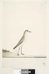 Pagina 88. Charadrius. Dotterel dal cappuccio rosso Charadrius alexandrinu