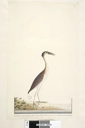 Pagina 89. Ardea ..?.. Nankeen Night, Airone Nycticorax caledonicus, 1791-92