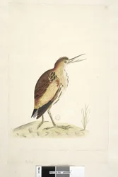 Pagina 90. Ardea. lungo il bordo inferiore in altra mano la dimensione dell