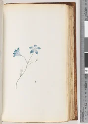 Pagina 91. Pianta non identificata