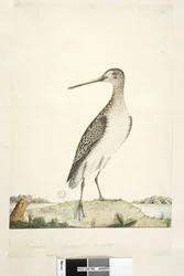 Pagina 92. Gallinago hardwicki, 1791-92
