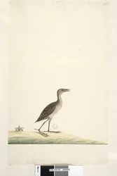 Rallus. Schiribilla Porzana pusilla