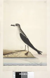 Pagina 96. Uccello dell