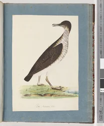 Pagina 96. Uccello non identificato