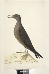 Pagina 97. Uccello dell