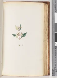 Pagina 97. Pianta non identificata
