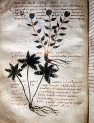 Pagina del manoscritto di Apuleio (Lucius Apuleius) (ca. 125-ca. 180), "De viribus herbarum", VIII o IX secolo. Lucca, Biblioteca Governativa.