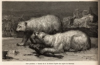 Orsi polari sul pack, che battono una foca appena catturata. Incisione per illustrare il viaggio al mare libero del polo artico, del Dottor Hayes, chirurgo della Marina degli Stati Uniti, nel 1860-1862, pubblicata in "Le tour du monde, nouveau journal des 