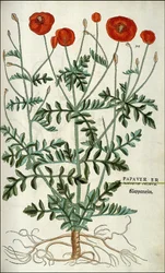Papavero in 