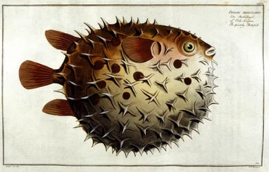 Pesce porcospino dopo Marc Elieser Bloch Ichtyologie Parigi - Berlino - Londra 1787