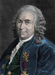 Ritratto di Carlo Linneo (Carl von Linne, Linneus 1707-1778), naturalista svedese. Incisione del XIX secolo
