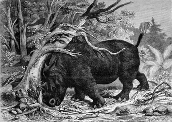 Preistoria: dinosauro della famiglia dei perissodattili, antenato del rinoceronte, che sradica un albero. Incisione del XIX secolo