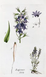Raperonzolo