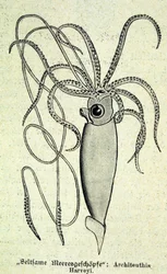 Rappresentazione di un Architeuthis Harveyi, calamaro gigante