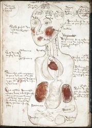Rappresentazione di una teoria aristotelica della coscienza (Da: De corpore et anima) - Anonimo - 1497 - Acquerello su pergamena - 22x15,8 - Biblioteca Universitaria John Rylands