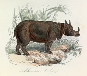 Rinoceronte asiatico classificato secondo la nomenclatura di Linneene e Cuvier (incisione)