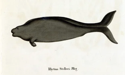 Rhytina Stelleri detta anche vacca marina di Steller, esemplare scomparso nel 18° secolo.