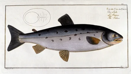 Salmone (Salmo salar) di Marc Elieser Bloch Ichtyologie Parigi - Berlino - Londra 1787