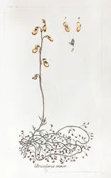 Piccolo Uricularis