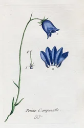 Campanula piccola
