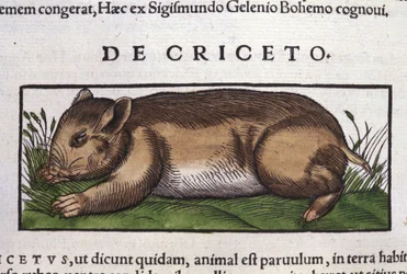 Il criceto in Historia Animalium di Conrad Gesner (1516 - 1565), Tiguri