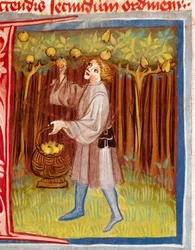 La raccolta della frutta. Miniatura da «Il Rusticano o Libro dei benefici della campagna e della vita rurale» (Rerum ruralium commodorum) di Pietro de Crescenzi (Crescent Stone o Crescens Stone) (1233-1320), XIV secolo. Praga, Biblioteca Nazionale