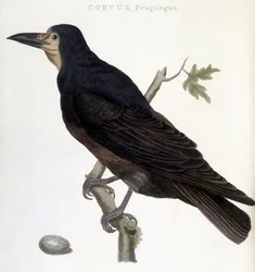 Il corvo frugilegus - tavola di storia naturale