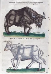 Il bisonte e il bisonte bianco da Historiae animalium di Konrad Gesner, Tiguri