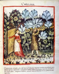 Raccolta di fiori di cavolo in un orto. Miniatura dall