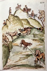 I guardiani delle mucche che circondano un gruppo di mucche nelle montagne per catturarle, dal libro "Trujillo del Peru" o "Códice Martínez Compañón", di Baltazar Martinez Compañón y Bujanda, vescovo di Trujillo (1782-1785)