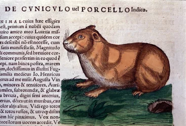 Il porcellino d