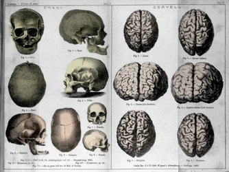 Le pelli e i cervelli degli uomini di genio. Studio di Cesare Lombroso (1835-1909), criminologo italiano in L