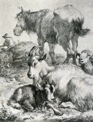 Cavallo da tiro, capra, capra e ariete - incisione
