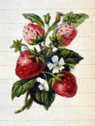 Immagine sconosciuta