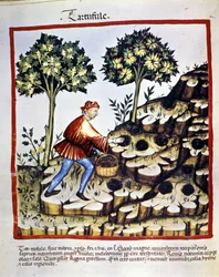 Immagine sconosciuta