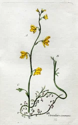 Uricolare