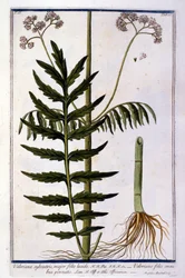 Valeriana. Incisione del XVIII secolo