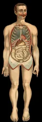 Vista della cavità toracica e addominale dal davanti dopo la rimozione della gabbia toracica e addominale. (Intestino tenue, stomaco ecc.)