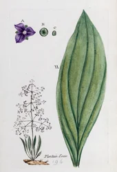 Piantaggine d