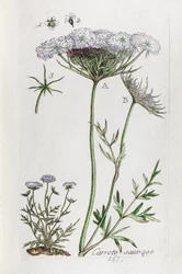 Carota selvatica