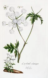 Cerfoglio selvatico